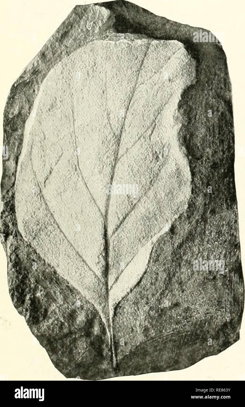 . Contributions à la géologie et la paléontologie de San Juan County, Nouveau Mexique. La paléobotanique -- Crétacé Supérieur ; la paléobotanique -- Nouveau Mexique San Juan Comté. . Veuillez noter que ces images sont extraites de la page numérisée des images qui peuvent avoir été retouchées numériquement pour plus de lisibilité - coloration et l'aspect de ces illustrations ne peut pas parfaitement ressembler à l'œuvre originale.. Knowlton, Frank Hall, 1860-1926. Washington : Govt. L'impression. L'arrêt. Banque D'Images