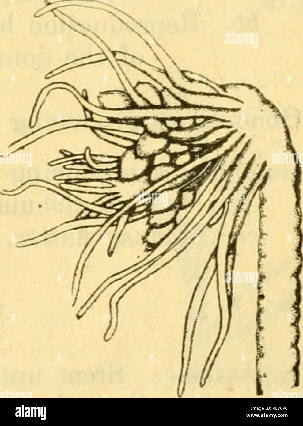 . Contributions à la biologie. La biologie marine ; l'histoire naturelle. No 23. Tubularia indivisa. Tuhularia larynx Ellis et Solander. Trophosom-e. Tiges groupées, souvent tang-conduit à la base, hauteur 2 cm. ; perisarc annulated largement, allant d'annulations à peu profondes profondes proximales et distales ; ensemble de tentacules chacune d'environ 20. Gonosome. Gonophores dans, plus compact, plus dense racèmes simples ; sporosacs sans canaux radiaux ; peine apicale develoi&gt;éd.. N° 24. Tubularia larynx.. Veuillez noter que ces images sont extraites de la page numérisée des images qui peuvent avoir été retouchées numériquement pour Banque D'Images