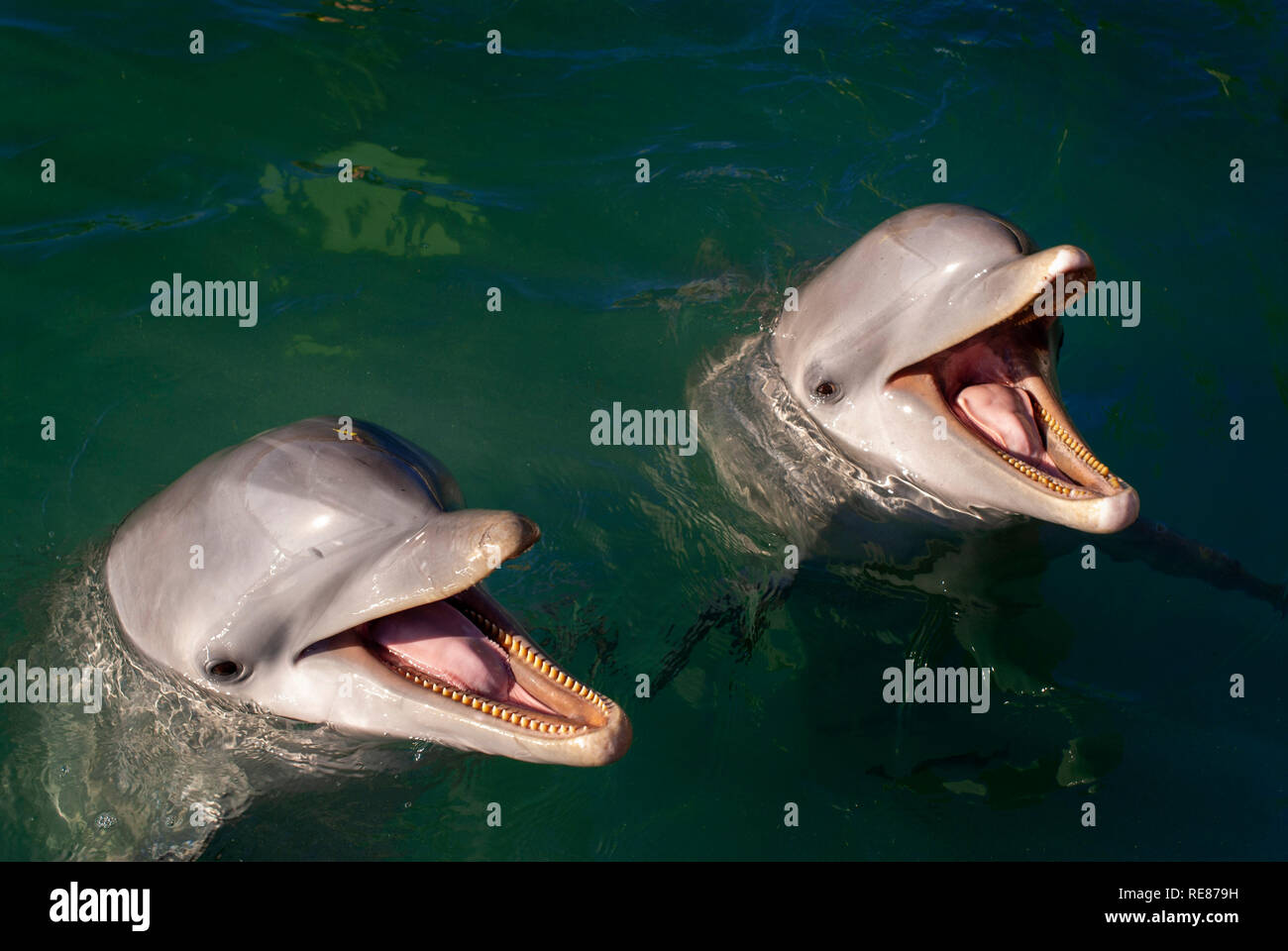 rencontres dauphins