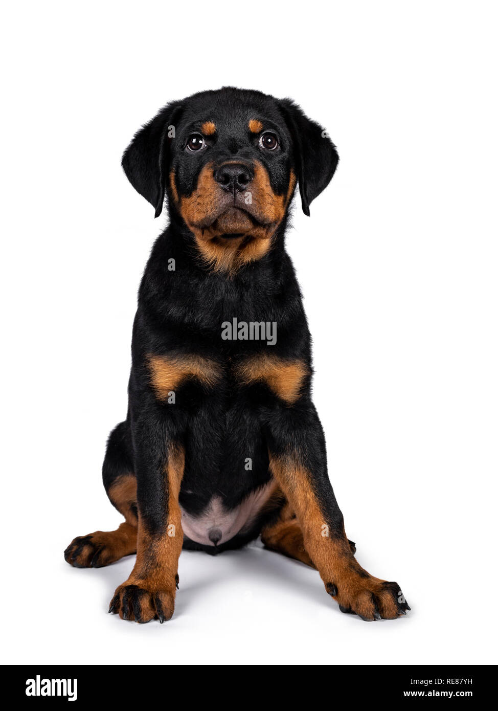Chien De Race Rottweiler Chiot Mignon Assis Bien Droit Face