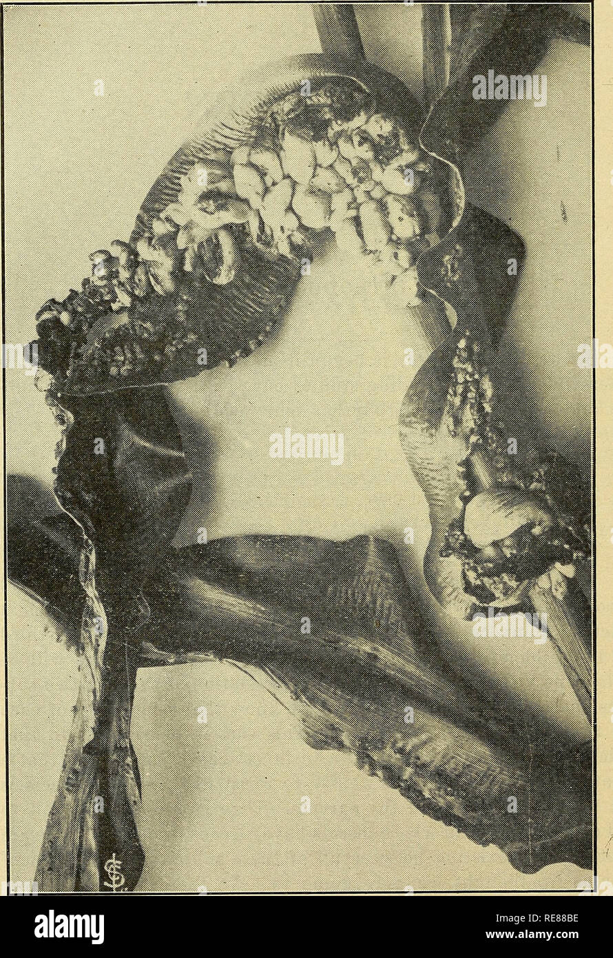 . La culture du maïs. Le maïs. 184 LE MAÏS. Planche 1.-charbon sur le maïs. Veuillez noter que ces images sont extraites de la page numérisée des images qui peuvent avoir été retouchées numériquement pour plus de lisibilité - coloration et l'aspect de ces illustrations ne peut pas parfaitement ressembler à l'œuvre originale.. Harry Potter, B. Fort Wayne, Ind. , correspondance Coll. de l'Agric. Banque D'Images