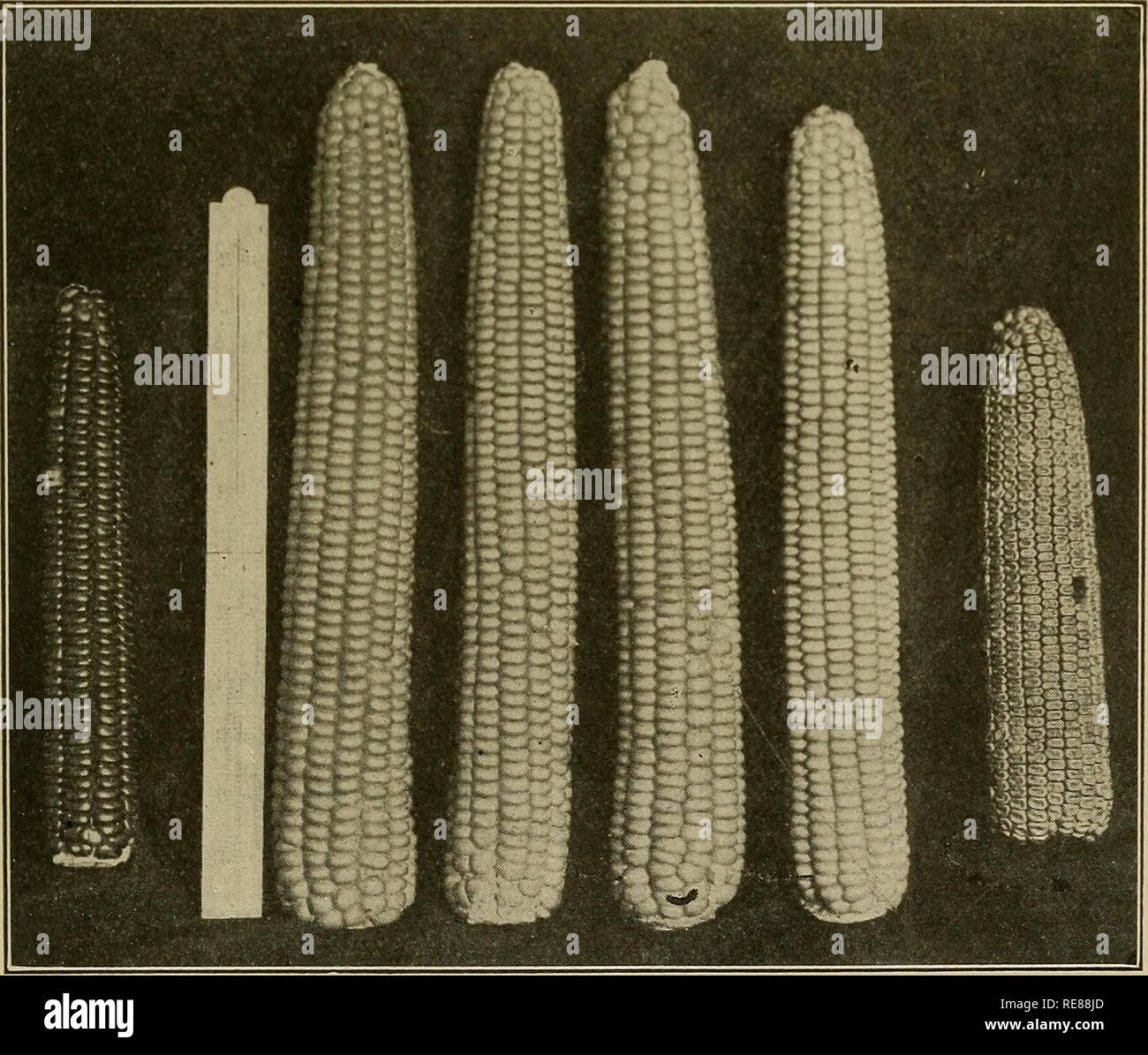 . Les cultures de maïs : une discussion sur le maïs, et le sorgho comme kafirs, cultivé aux États-Unis et au Canada. Maïs, sorgho, maïs kafir. Et les semis précoce 189 variétés dent partager à propos de l'égalité de popularité avec le silex. Au-dessus de 1000 pieds d'altitude, pierres sont presque universels. Variétés typiques sont : - les variétés de silex huit rangs et douze rangs Silex jaune Philip King Canada Nez Charbon Hall's Gold Nugget variétés Dent Fierté de l'Amérique du bouchon blanc Début Huron diverses variétés locales acclimatés dans cette section, un tiers à une moitié du maïs est cultivé pour l'ensilage. À cette fin la semence Banque D'Images