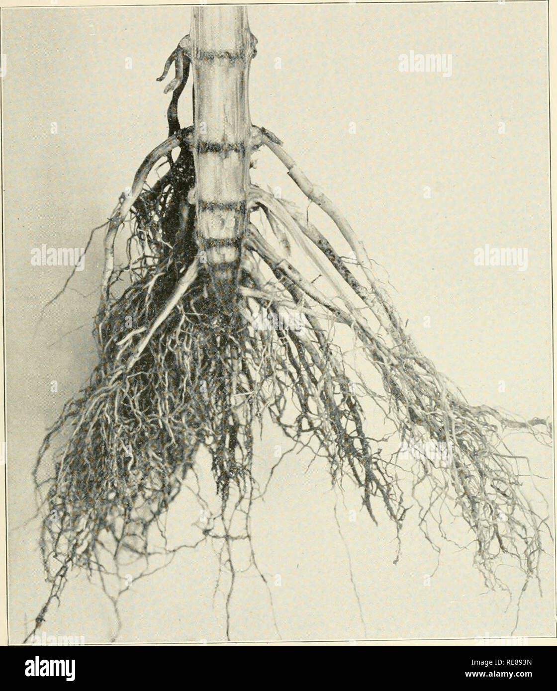 . Enquêtes sur les maladies du maïs. Le maïs. 17 Q. Est-ce qu'il éradiquer tout de la maladie ? M. Funk : Ce serait mieux que de mettre le disaese dans le sol. Q. Allez-vous préserver autant de la fécondité en brûlant les branches que vous serez sous les labours ?. Intérieur de l'usine de maïs malades mal-note les pauvres racines et noeuds pourris. M. Funk : Oui, monsieur ; vous conserverez la fertilité mais vous perdrez l'humus. Vous pouvez vous permettre de perdre un peu d'humus pour se débarrasser de la maladie à l'heure actuelle. Q. Quand vous avez des tiges dans votre champ de maïs qui ont sur eux le charbon, que feriez-vous ?. Veuillez noter que le t Banque D'Images