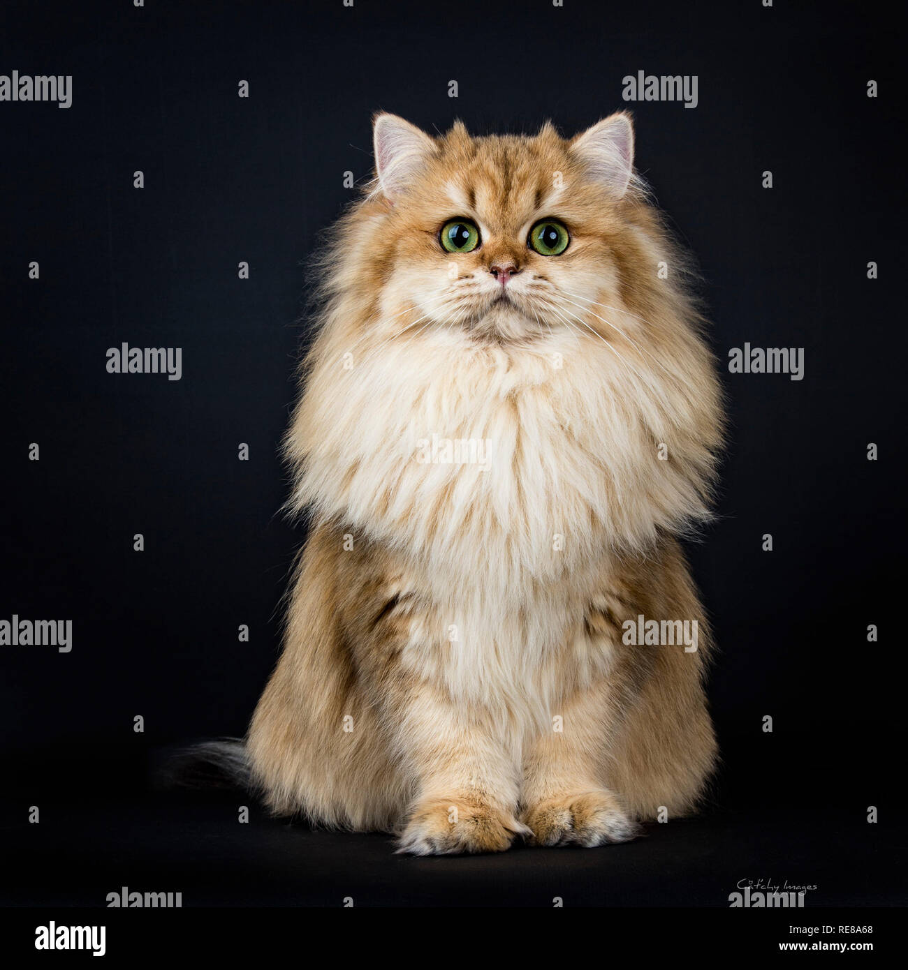 Qualite Full Moelleux Enrobes British Longhair Chaton Chat Dore Assis Face A L Avant Looking At Camera Avec De Grands Yeux Verts Isole Sur Black Backgroun Photo Stock Alamy