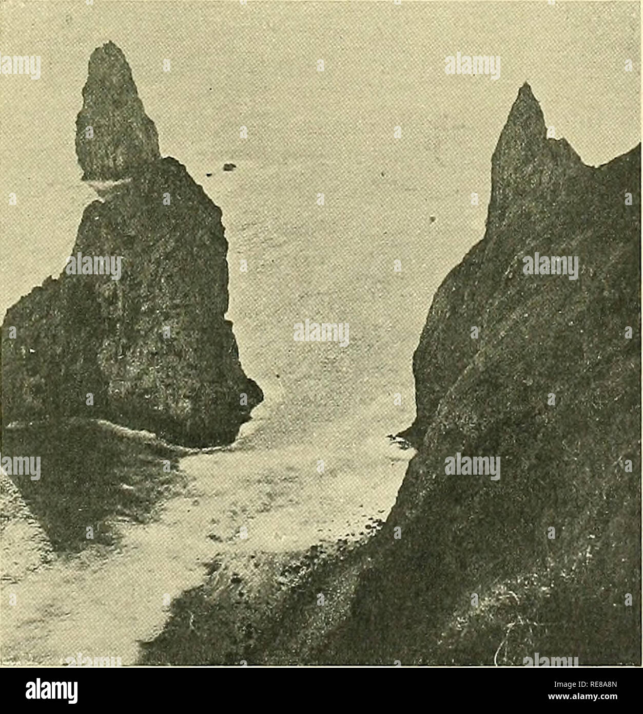 . Les récifs coralliens du Pacifique tropical. Albatros (à vapeur) ; les récifs coralliens et d'îles. VAVAU. 20c barrière qui sépare le groupe de l'Haapai Vavau group au sud (PI. 219). Il semblerait que si le plateau atteint son plus grand Vavau élévation sur la face ouest de Vavau, ses terrasses, ainsi que celles de toutes les îles, décidément la pente vers l'Est. Sur la face est de Vavau étendre large platier ; sur les bords extérieurs, l'Est et l'ouest des îles hautes, existent, et d'îlots ; sable-bars, des correctifs, et terrain indiquent l'étendue de l'érosion et de dénudation qui lias Banque D'Images