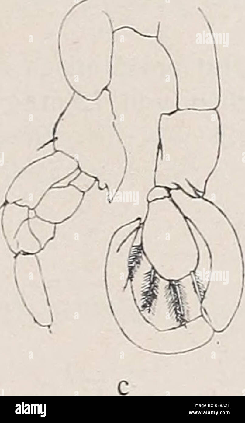 . Copepoden. Copepoda. Trib. Gymnoplea. VIII 1154. Lucicutia curta Farran. 1905, L. c, Farran, p. 44, t. 12 f. 1-7. 9- Verwandt mit und flavicornis L. longicornis. 1. L'antenne du etwas länger als der Körper, mit kleinen und undeutlichen Esthetasken. 1. B. mit 3-gldr. La PEV. 5. B. : Außenranddorn des exp. länger als bei und schlanker flavicornis L. ; Enddorn ; !/4 donc lang wie das Endgl. L. 2,4 mm. - C ? Unbekannt. Nordatlant. Ozean. Anm. Die Art unterscheidet sich von L. longicornis durch die größere Länge, den kräftiger Körper mit gebauten kürzerem Furkaläste kürzeren Abdomen, die Betriebswirtschaftliche Beratung und. 5. Luc Banque D'Images
