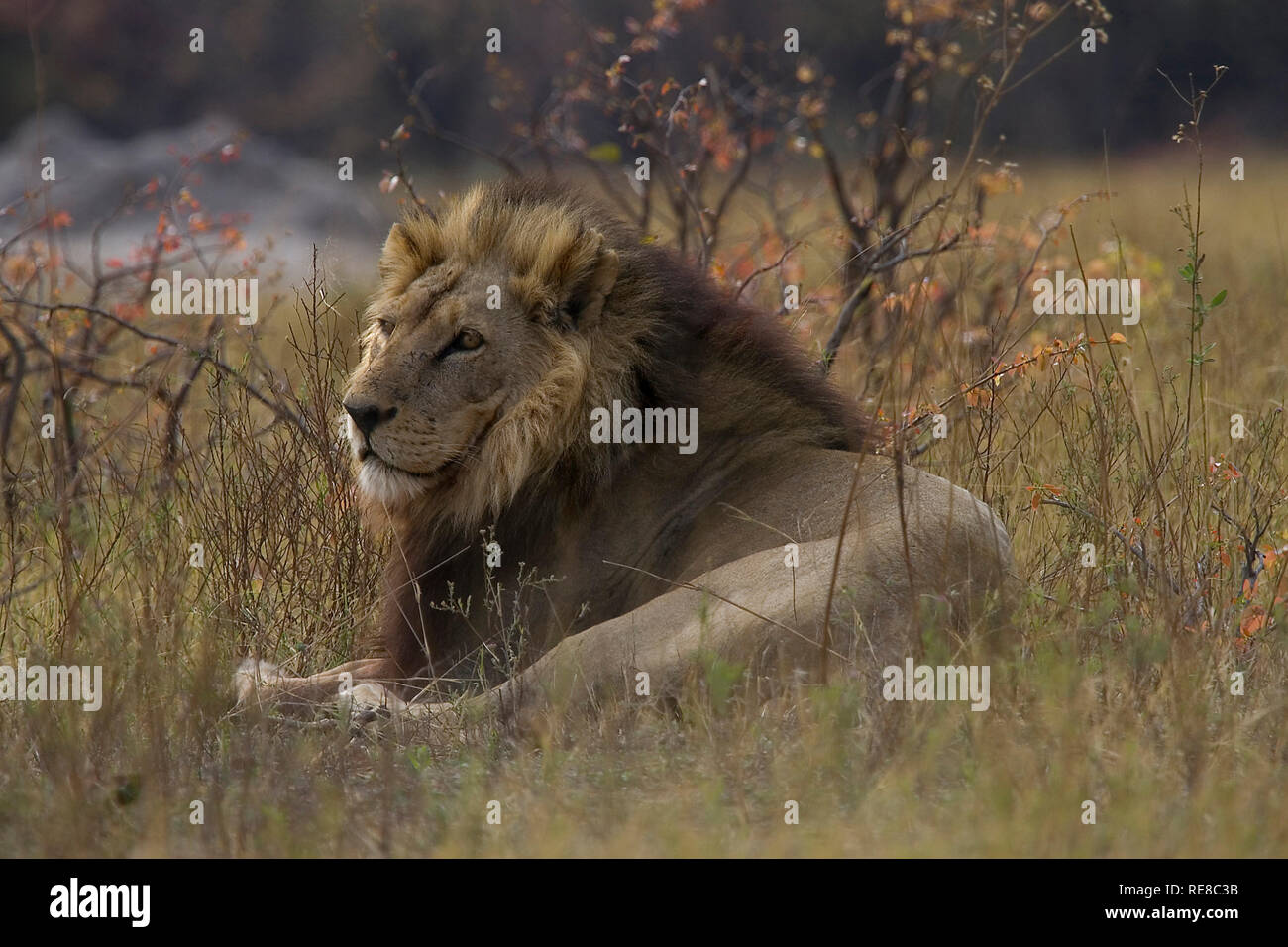 Un homme adulte lion est allongé dans l'herbe à regarder un troupeau de bisons. Banque D'Images