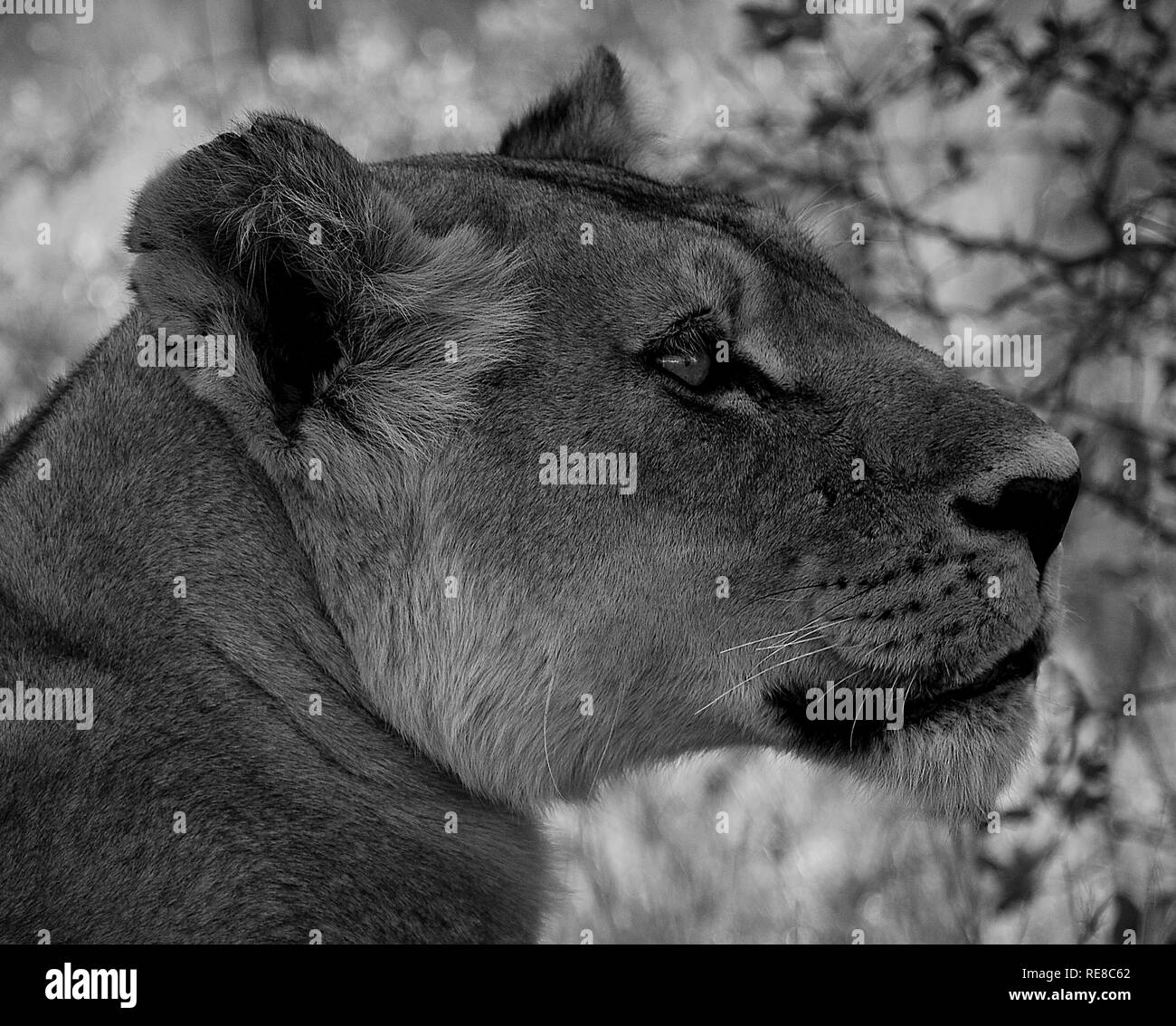 Un profil noir et blanc d'une lionne à l'affût de proies Banque D'Images