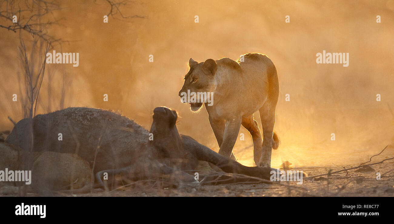 Une lionne, rétroéclairé par aube lumière, se tient sur un buffle tuer Banque D'Images