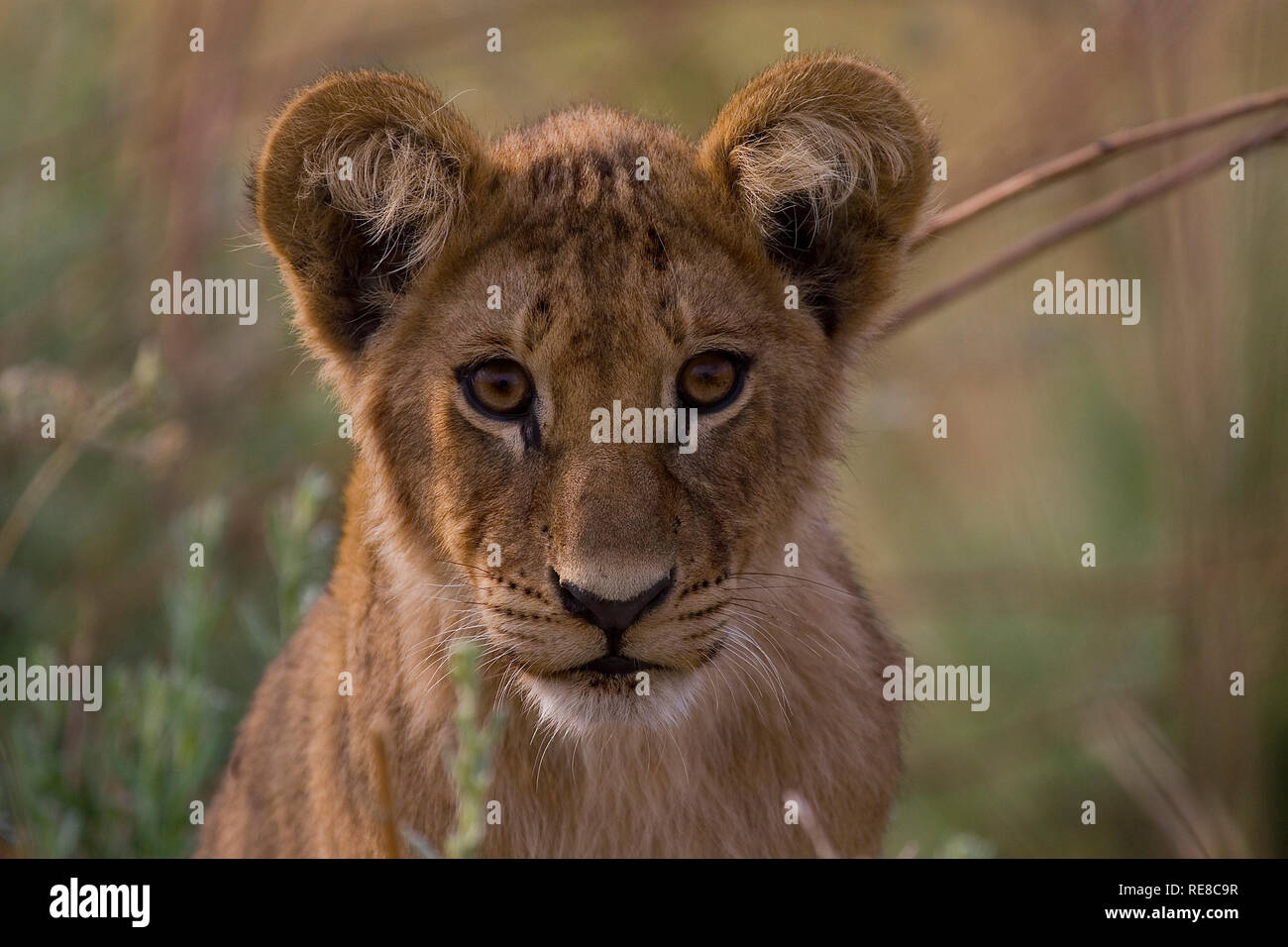 Un portrait d'un lion cub à la direction de l'appareil photo Banque D'Images