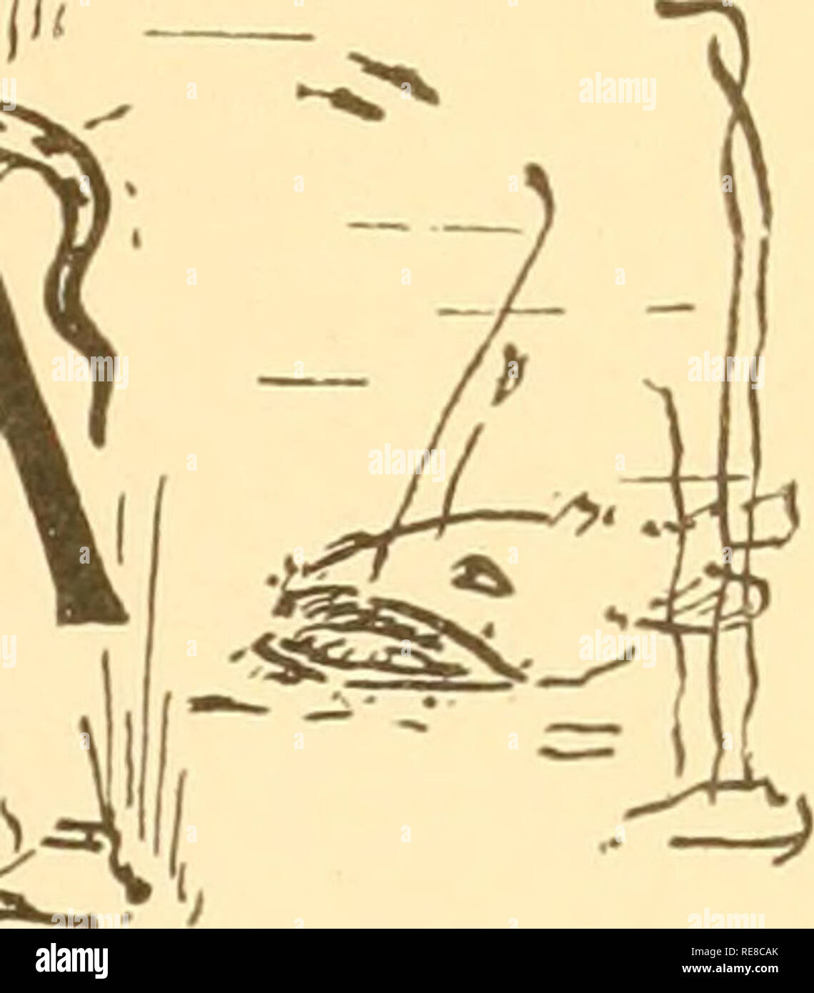 . Copeia. L'ichtyologie et d'herpétologie. New York, 31 décembre 1914. OPEll. Publié pour faire avancer la science de vertébrés à sang froid À CE JOUR INDEX Abramis crysoleucas, 1, 11. Acantharchus pomotis, 10. Acanthodactylus boskianus, 8. Acipenser sturio, 2. Acris gryllus, 3, 11. Acris gryllus crepitans, 4, 7. aesopus, Rana, 3, 5, Pomolobus aestivalis., 13., Cyclophis aestivus, 11. Agama flavimaculata, 8. Agama pallida, 8. Alestes baremose, 8. Alfaro, cultratum 13. Schoepfii Alutera, 2, 13. Ambloplites ruptestris, 8, 13. Amblystoma jeffersonianum, 8, 13. Amblystoma microstomum, 11. Opacum, Amblystoma Banque D'Images