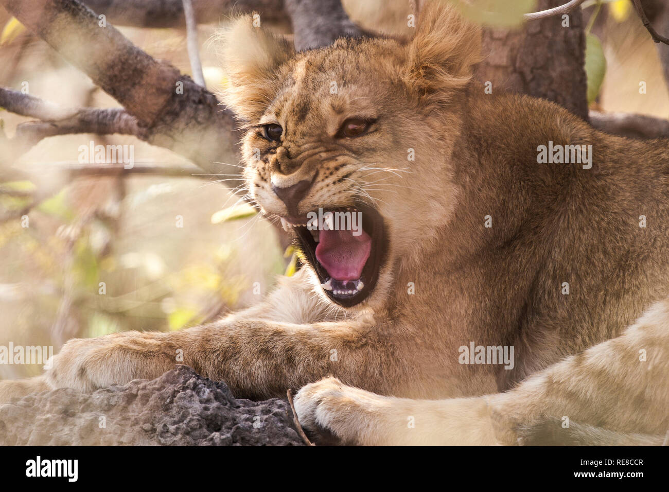 Un portrait d'un lion couché sous un buisson. La cub a été surpris et est grondant. Banque D'Images