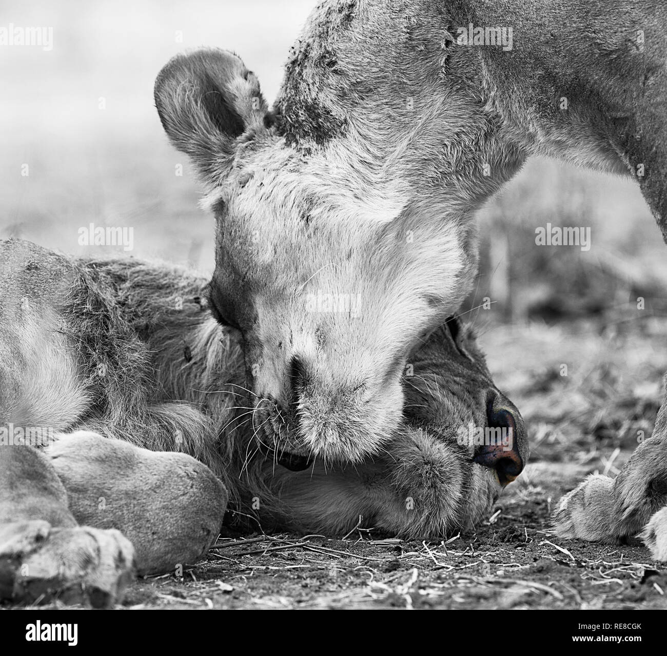 Un portrait noir et blanc de deux lionnes chaque message d'autres chefs en frottant Banque D'Images