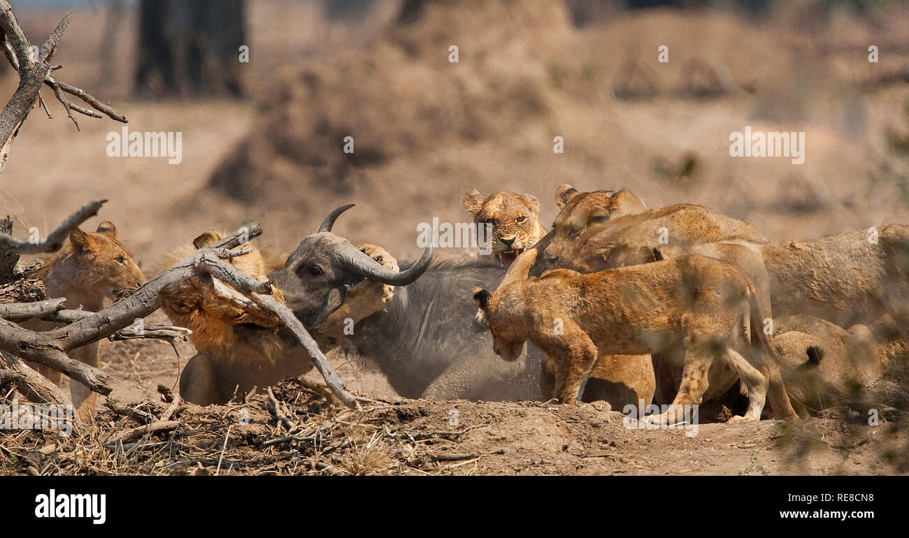 Une troupe de lions ont pris vers le bas un buffles adultes Banque D'Images