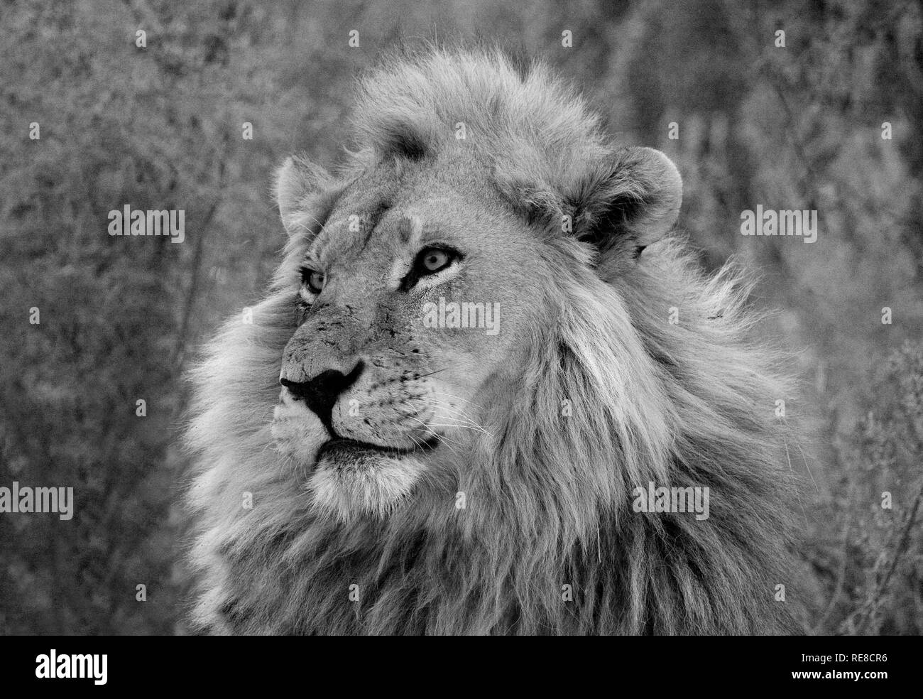 Un portrait en noir et blanc d'un lion mâle adulte Banque D'Images
