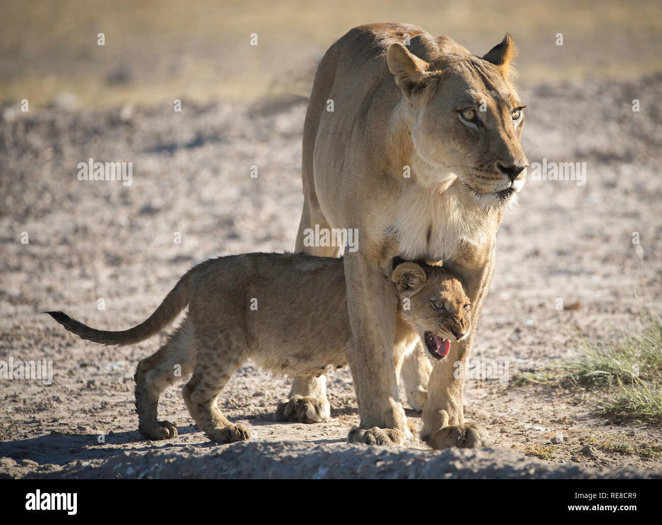 Un lion cub se cacher entre les jambes de sa mère. Elle a été surpris par l'approche d'un gnou Banque D'Images