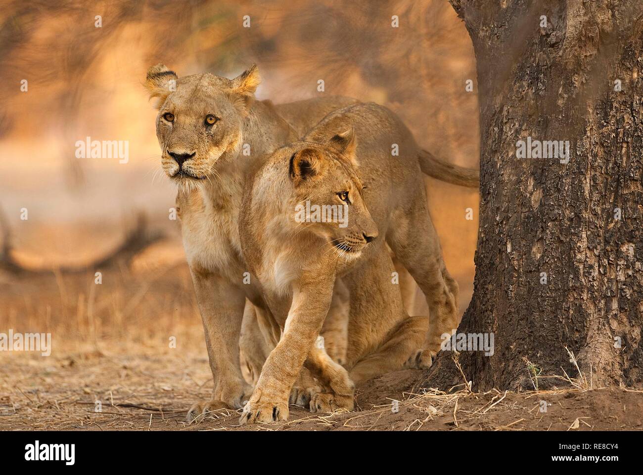 Deux lionnes comité permanent par un arbre dans la belle lumière du soir Banque D'Images