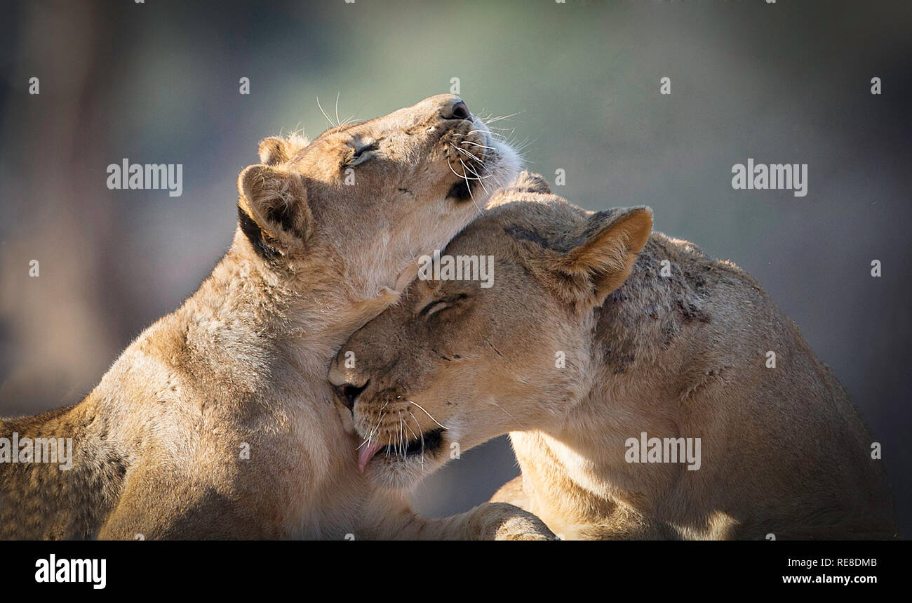 Un portrait d'une lionne et son petit le toilettage Banque D'Images