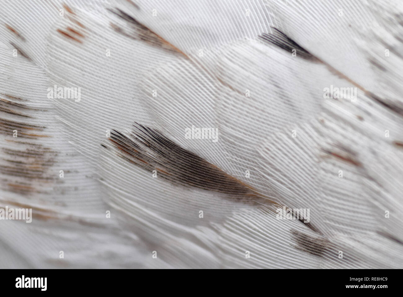 Plumes de faisan blanc Banque D'Images