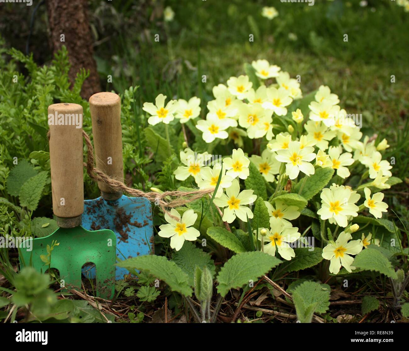 Outils de jardin à l'extérieur avec des fleurs Banque D'Images