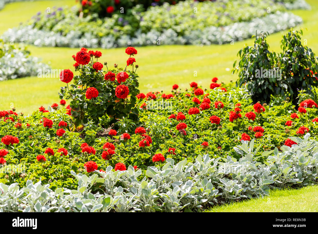 Journée ensoleillée avec jardin paysager de fleurs rose rouge en gros plan de Londres avec des couleurs de l'herbe jaune Banque D'Images