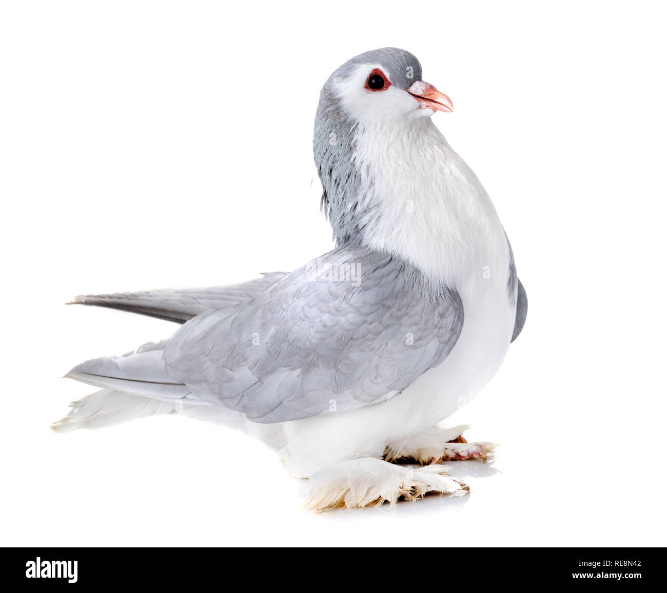 Pigeon Lahore in front of white background Banque D'Images