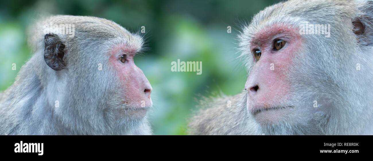 Le Monkey Jungle Monkey face portrait, Close up Banque D'Images