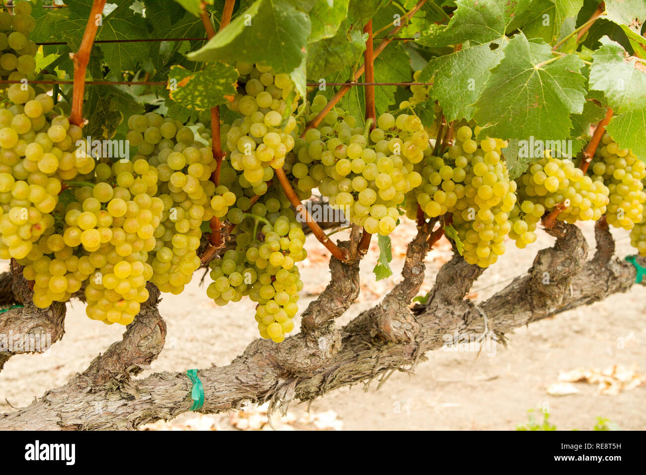 Aligné pour écraser les raisins pour le vin blanc - pendent dans l'ouvert, prêt pour la récolte. Le Comté de Sonoma, California, USA Banque D'Images