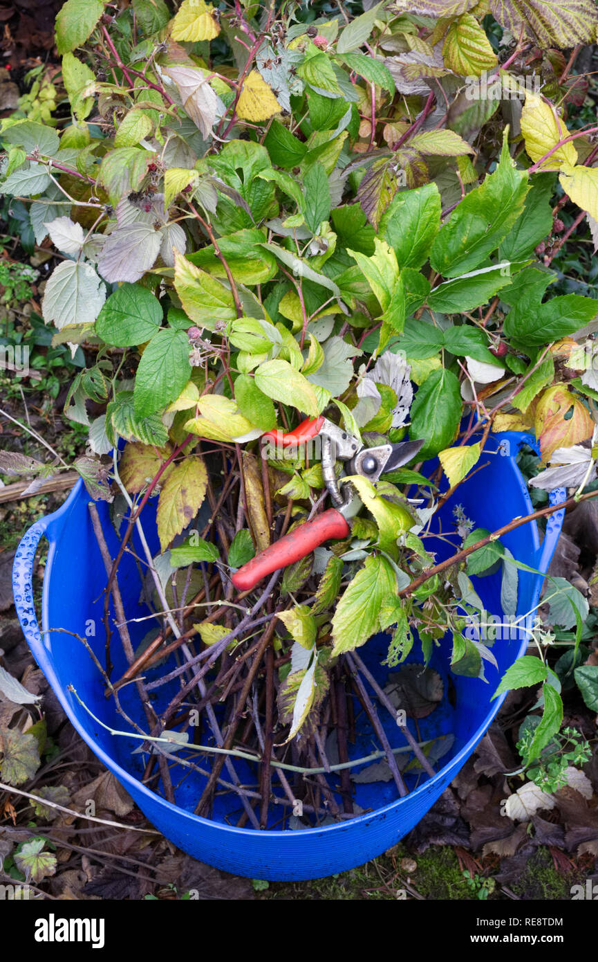 Coupe à fruits d'automne les framboises. Banque D'Images