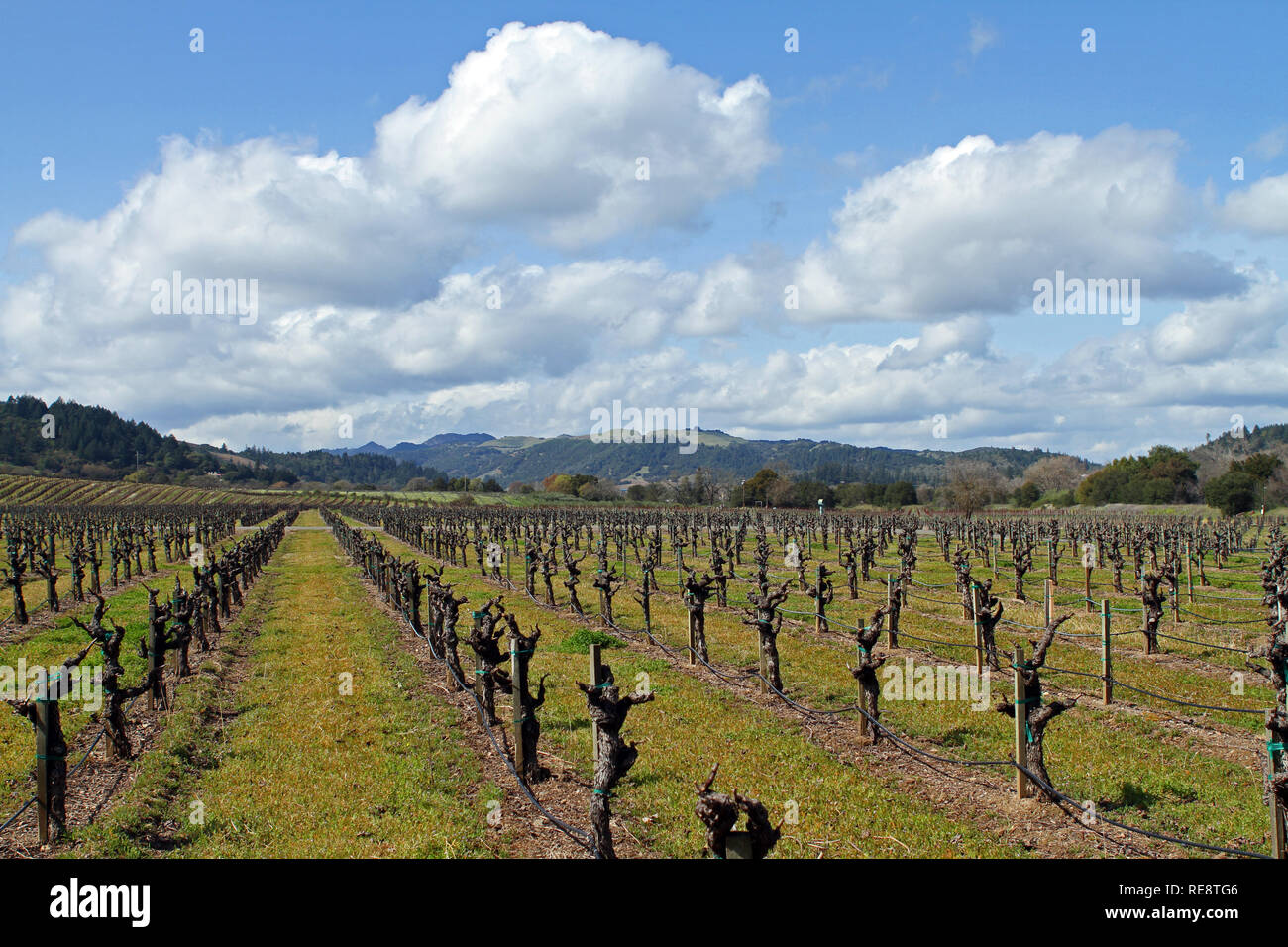 Nuages sur la vigne - Billowy lentement la dérive sur les nuages d'hiver tranquille vignoble. Californie, Dry Creek Valley, Sonoma County, USA Banque D'Images