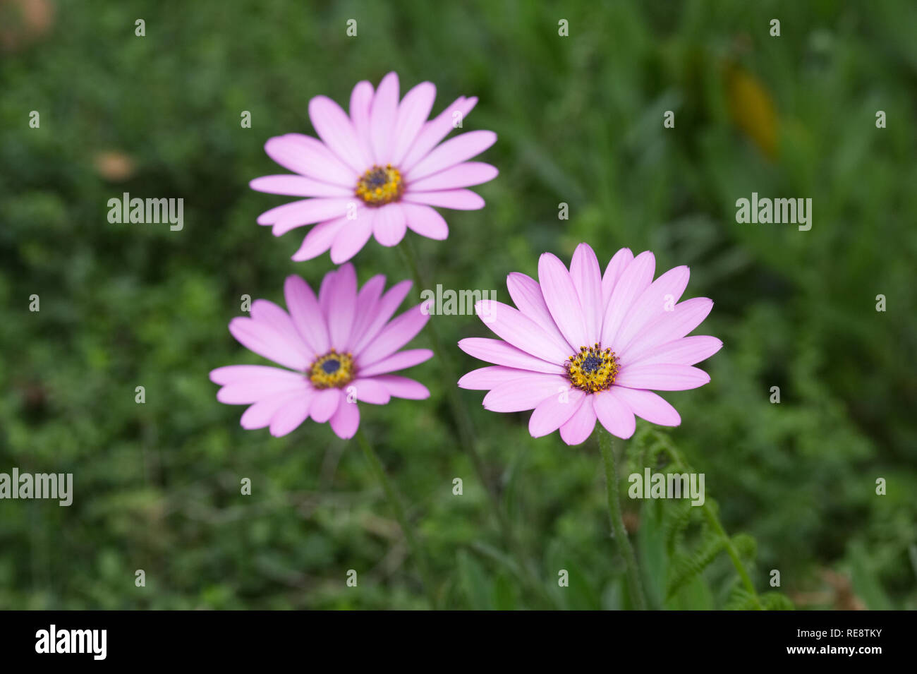 Ostéospermum ciliata 'Killerton Pink' fleurs dans le jardin. Cape daisy. Daisy africains. Banque D'Images