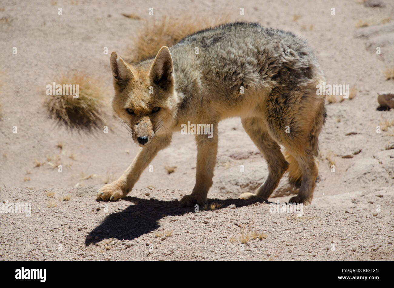 Le culpeo (Lycalopex culpaeus), alias zorro culpeo, zorro andin, ou renard andin, est une espèce de renard sud-américain dans le désert d'Uyuni Banque D'Images