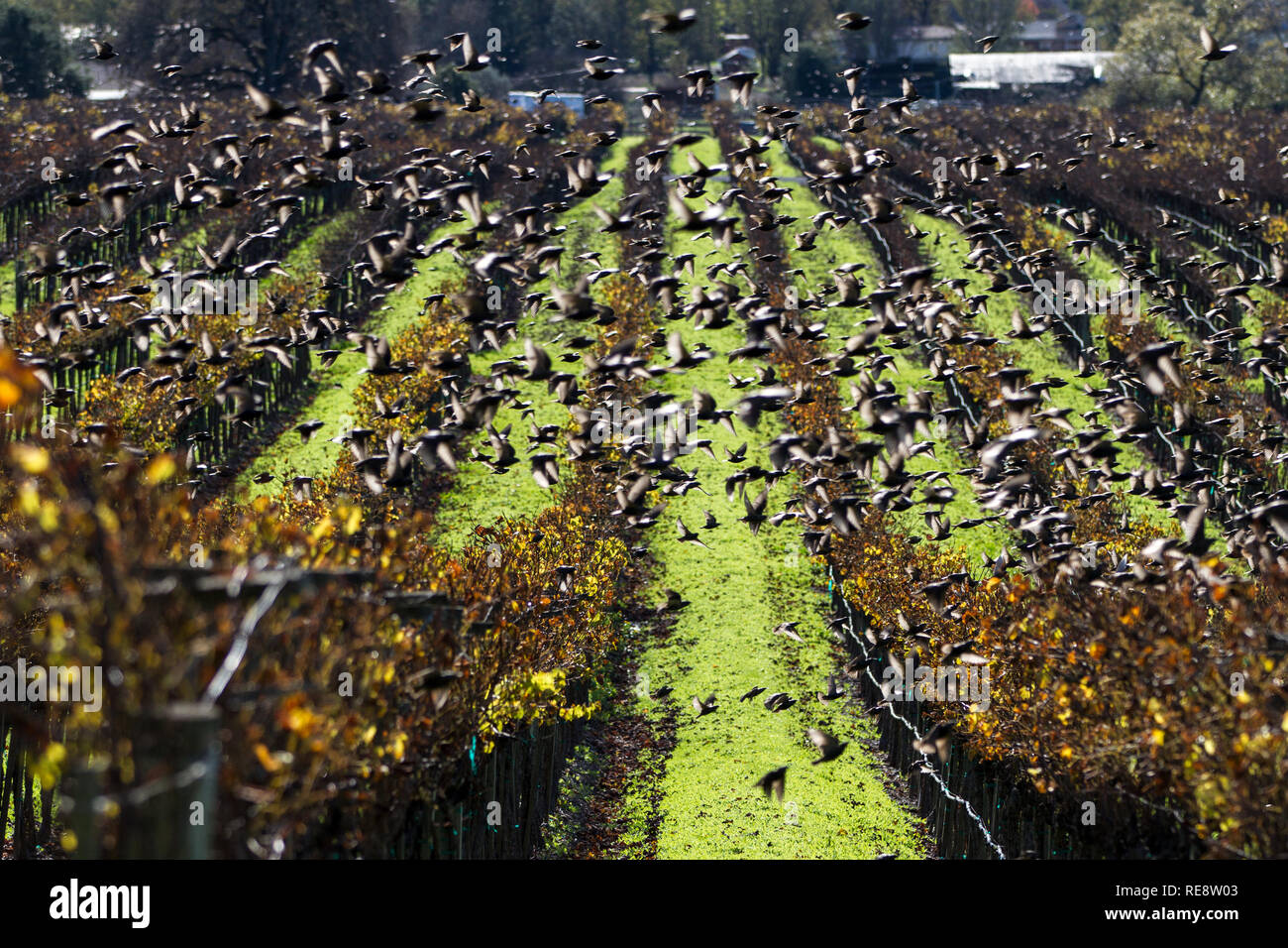 Swarm, Martinets de Vaux voler dans une frénésie plus d'un vignoble. Le Comté de Sonoma, California, USA Banque D'Images