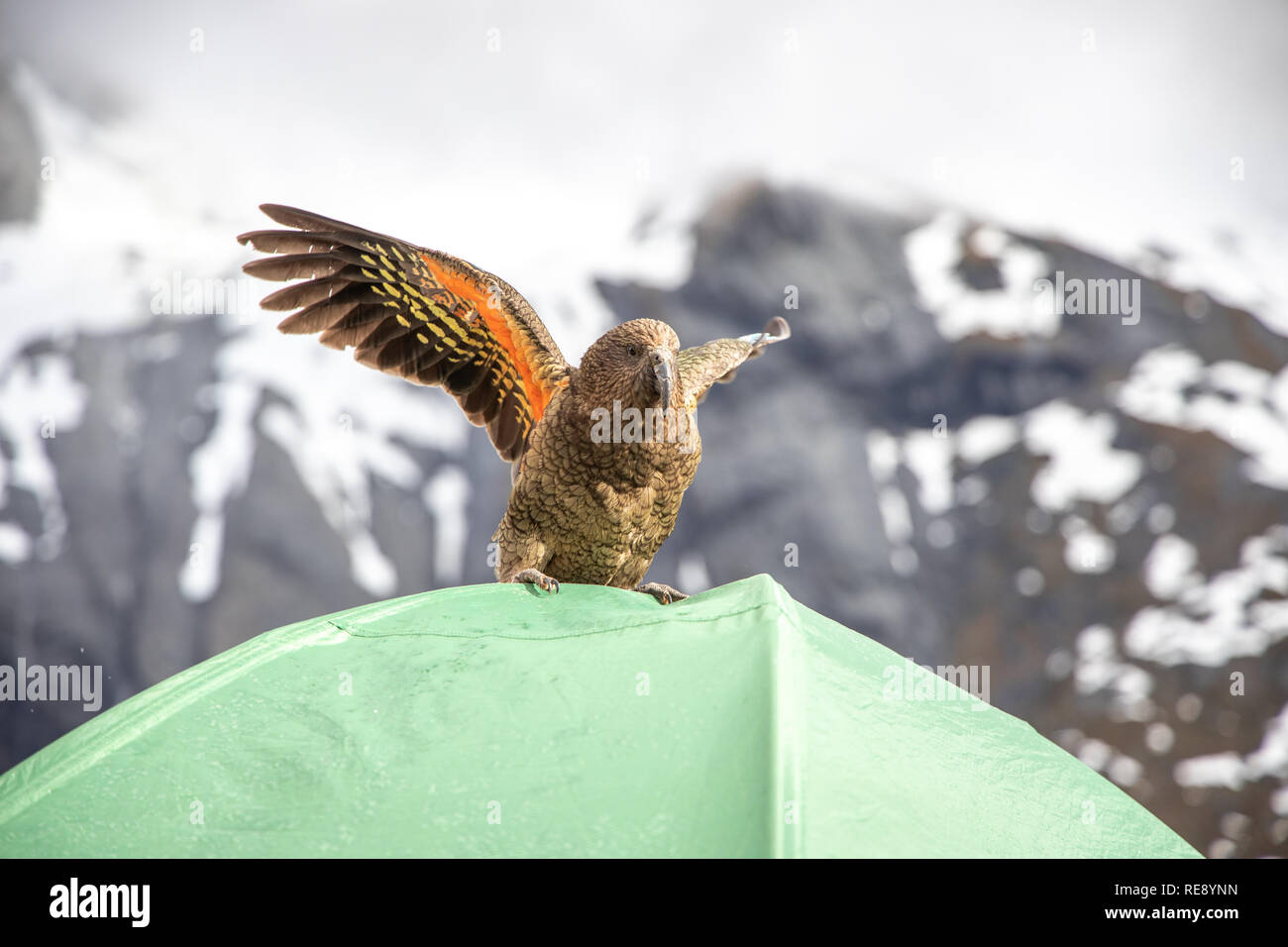 Impertinent Kea (Nestor notabilis) inspection d'une tente de randonnée en Nouvelle Zélande Banque D'Images