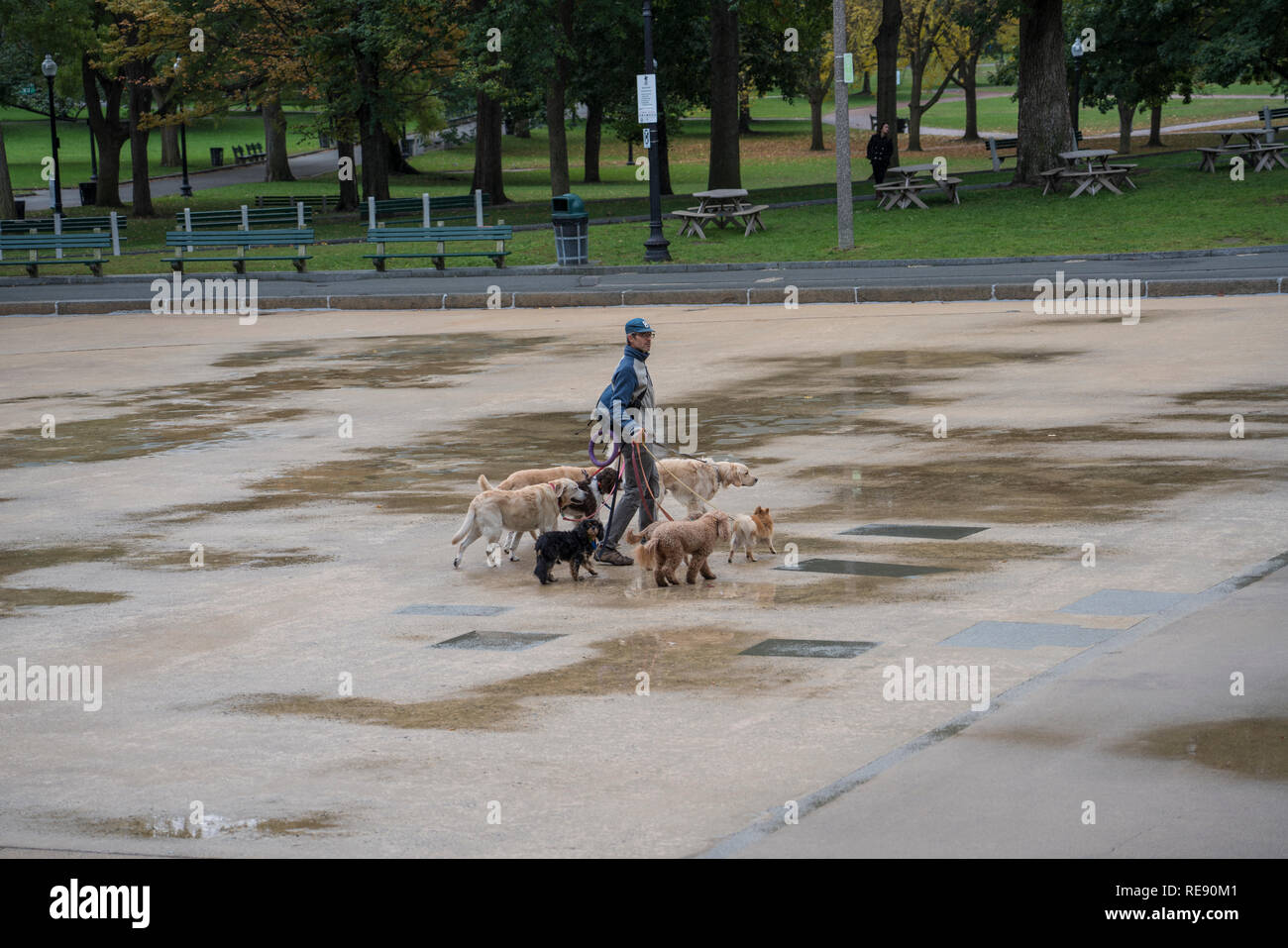 Boston, Massachusetts - le 25 octobre 2018 - Dog walker avec six chiens in park Banque D'Images