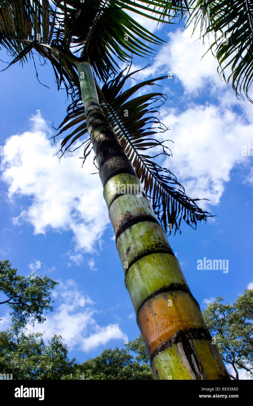 Palmier d'en bas contre un ciel bleu avec des nuages Banque D'Images