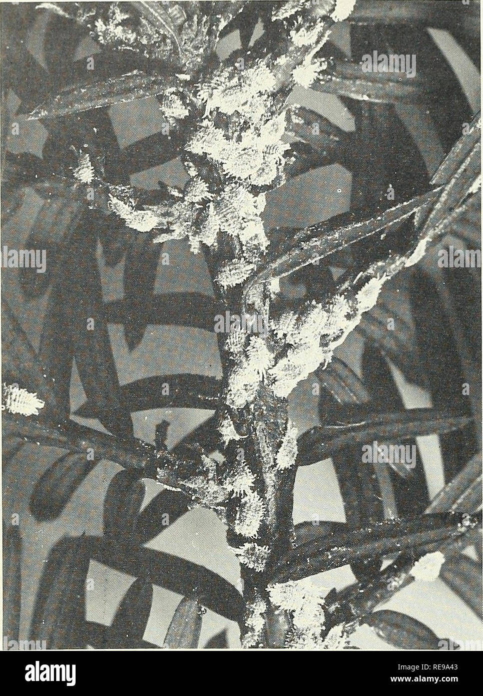 . Le contrôle d'insectes et cochenilles sur plantes ornementales. Les cochenilles, Pseudococcus. 24 Bulletin 710 Connecticut Experiment Station. Fig. 14. Les cochenilles sur taxus. Les cochenilles, Pseudococcus sp. La biologie. Les cochenilles se nourrit de plusieurs variétés d'arbres, arbustes et autres plantes. Plusieurs centaines ou plus sont répertoriées dans la littérature actuelle. Un petit nombre d'entre eux sont des arbres fruitiers, Catalpa, châtaignier, d'agrumes, buis, troène, de Chèvrefeuille, de raisin, de l'érable, chrysanthèmes, coléus, palm, Lantana, sal- via, pétunia, glaïeul, et d'herbes. Dommage pour les plantes-hôtes est accompli par l'alimentation et par la sécrétion d'un liquide incolore Banque D'Images