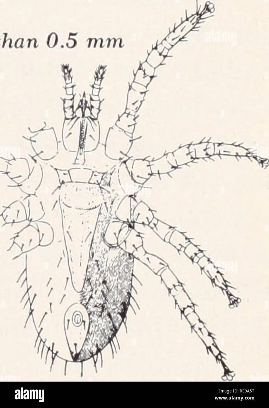 Le Contrôle Des Insectes Et Animaux Nuisibles Liés à La