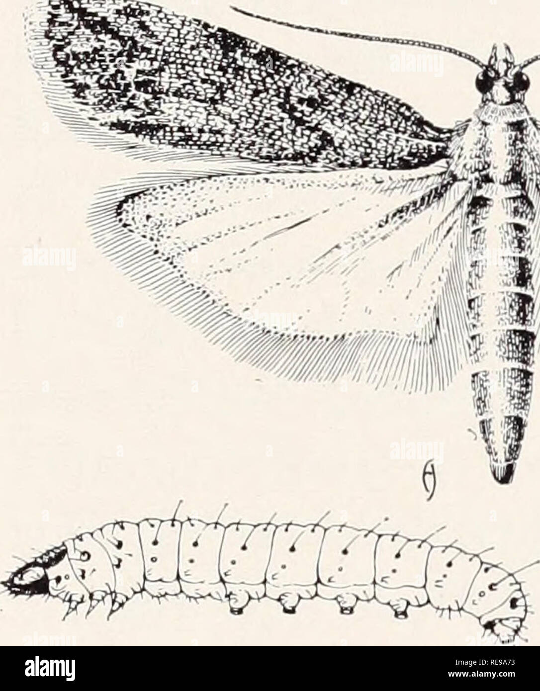 Larve De Parente Banque D Image Et Photos Alamy