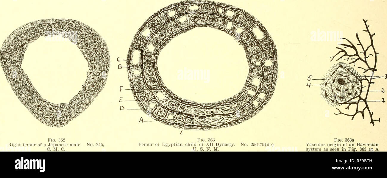 . Une contribution à l'histologie comparative du fémur. Fémur, Os. . Veuillez noter que ces images sont extraites de la page numérisée des images qui peuvent avoir été retouchées numériquement pour plus de lisibilité - coloration et l'aspect de ces illustrations ne peut pas parfaitement ressembler à l'œuvre originale.. Foote, James Stephen, 1851-1925 ; Hrdlicka, Ales, 1869-1943. Washington, Smithsonian Institution Banque D'Images