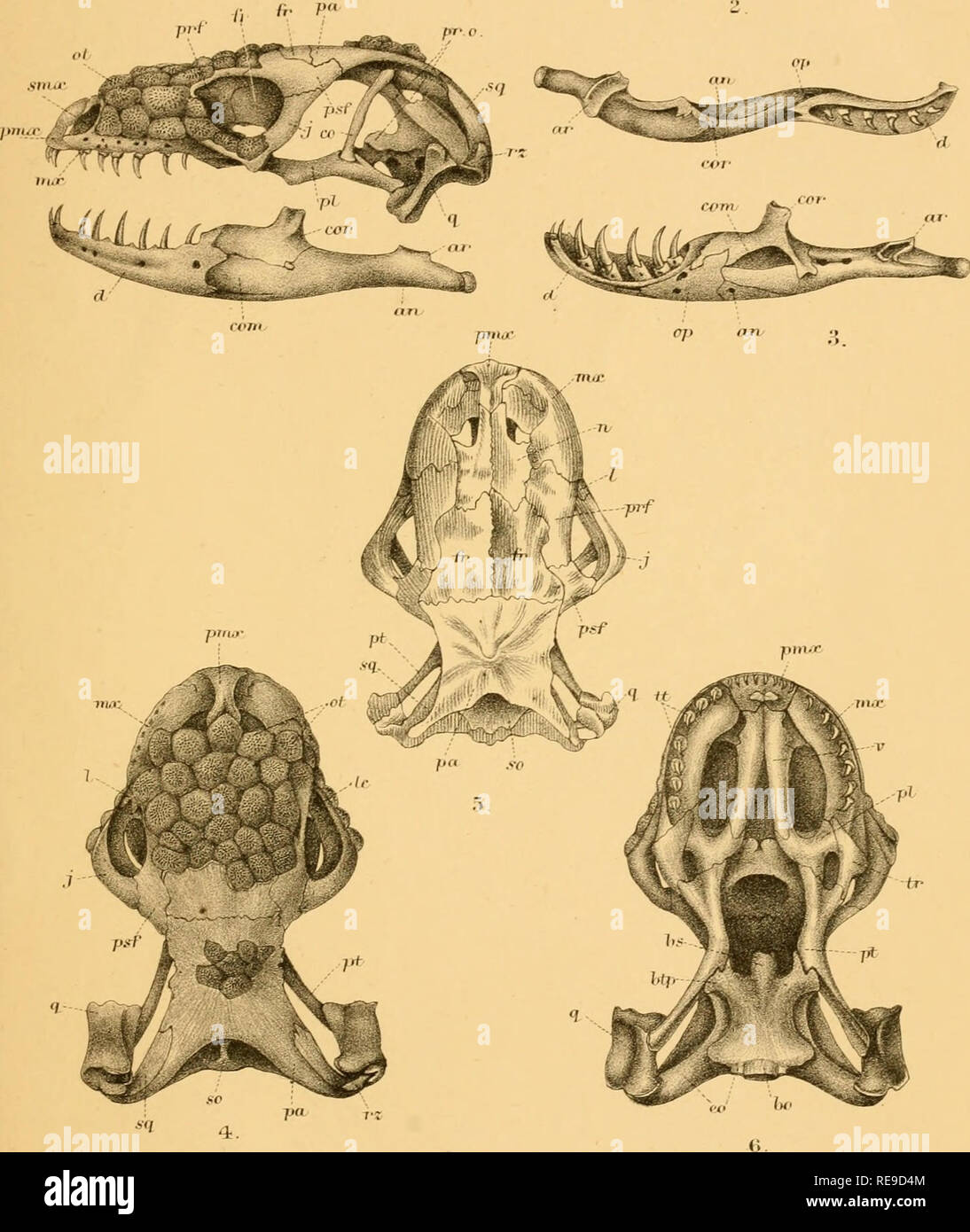 . Contributions à l'étude de l'Heloderma Seuspectum. Monstres de Gila. p. Z. S . 1890 . PI. XVII.. R..W. 5Ku£eiat annonce na.t.dfil.  ?, Smit litK. Minter-r^ Bros, imp Anatomie d'HELODEFUyiA SUSPECTUM.. Veuillez noter que ces images sont extraites de la page numérisée des images qui peuvent avoir été retouchées numériquement pour plus de lisibilité - coloration et l'aspect de ces illustrations ne peut pas parfaitement ressembler à l'œuvre originale.. Shufeldt (Wilson), 1850-1934. Londres, la Société Banque D'Images