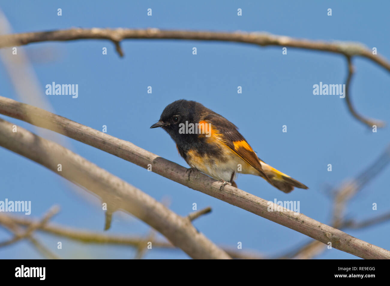 La Paruline flamboyante (Setophaga ruticilla), homme, plumage nuptial Banque D'Images