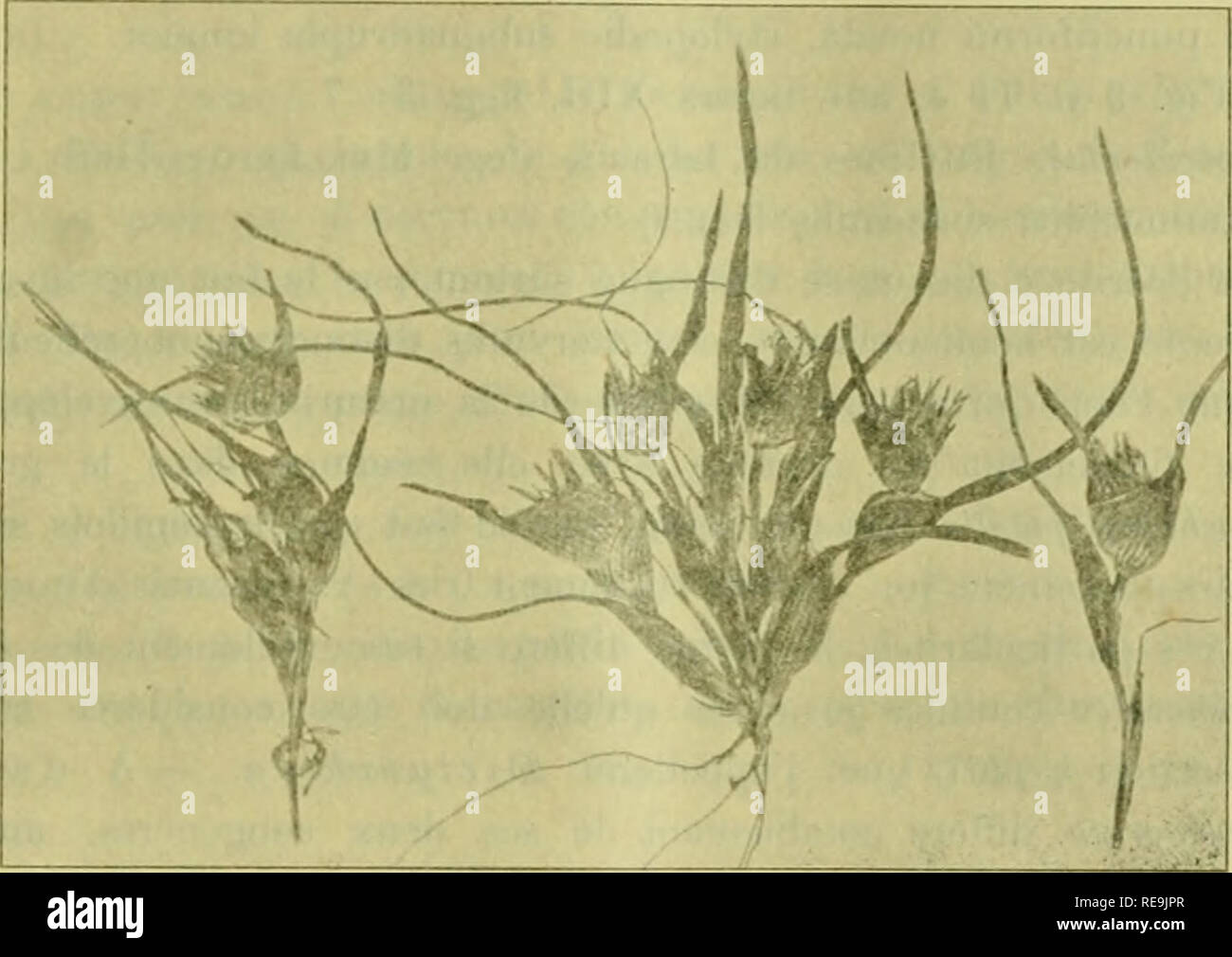 Contributions A La Connaissance De La Flore Du Nord Ouest De L Afrique Et Plus Spo C Cialement De La Tunisie Par Sv Murbeck Les Plantes Les Plantes Contributions A La Flore Contributions A La Connaissance De La Flore Du Nord Ouest De L Afrique Et Plus Spo C Cialement De La Tunisie Par Sv Murbeck Les Plantes Les Plantes Contributions A La Flore