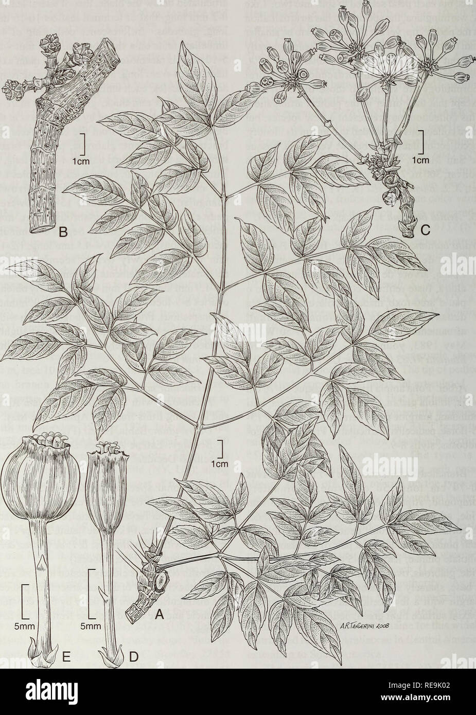 . Les contributions de l'United States National Herbarium. La botanique. La systématique de l'Aral 150 IA. Fig. 57. Aralia bahiana J. Wen. A. Branche avec feuilles feuilles montrant l'architecture. B. Une branche jeunes inflorescences sur vieille branche. C. Young infructescence. D. Les jeunes fruits. E. Les fruits (A-E - Pinto &AMP ; Bautista 91/83, NOUS).. Veuillez noter que ces images sont extraites de la page numérisée des images qui peuvent avoir été retouchées numériquement pour plus de lisibilité - coloration et l'aspect de ces illustrations ne peut pas parfaitement ressembler à l'œuvre originale.. Musée national d'Histoire Naturelle (U. S. ). Dept. of Banque D'Images