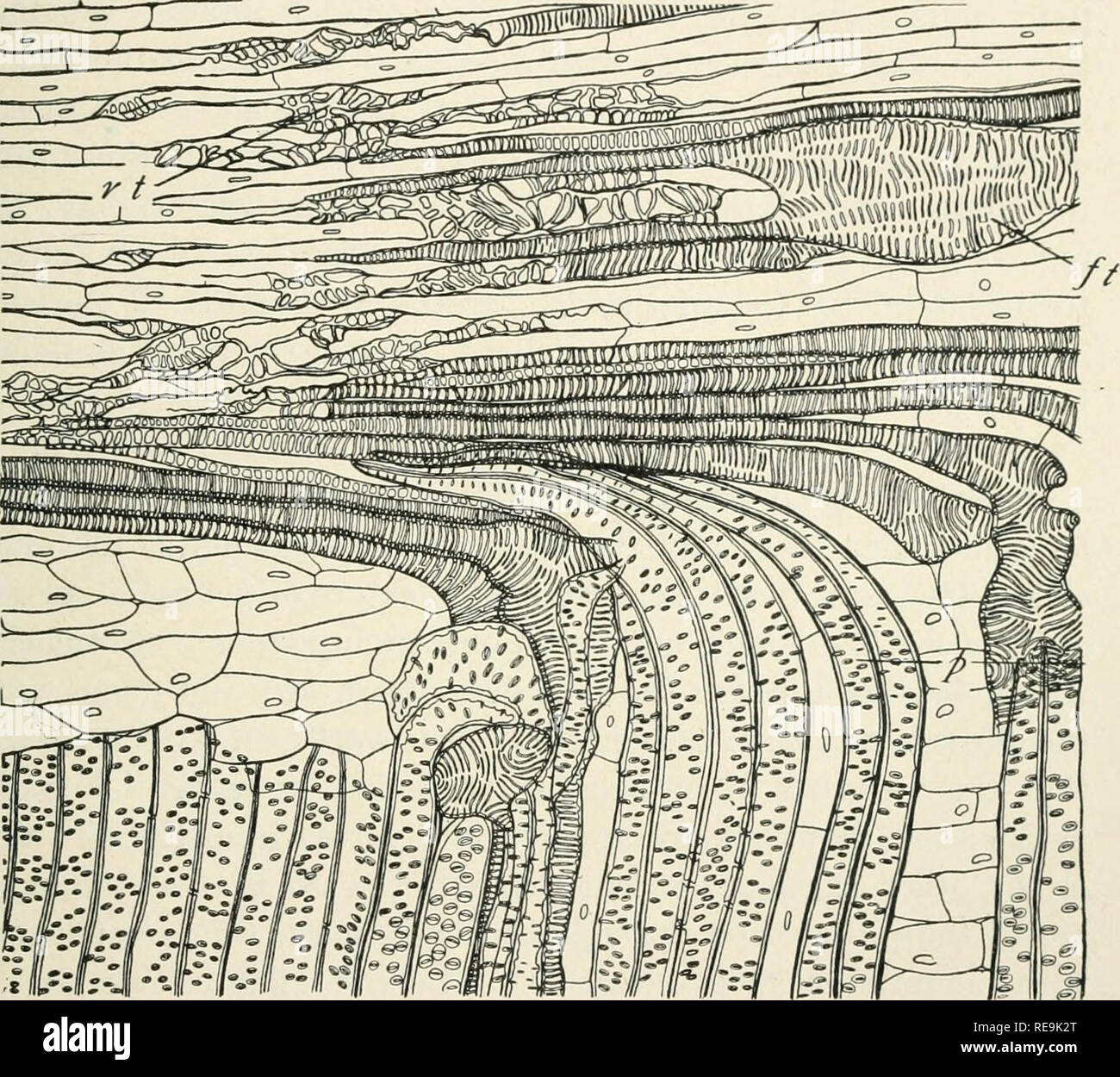 . Les contributions du Laboratoire de Botanique de la coque. Les plantes. Août] GAZETTE BOTANIQUE 116 sections longitudinales radiales des grandes rayons médullaires avec son feuillage inclus strand. Une étude approfondie d'une série de telles sections radiales à travers la trace a fait ressortir le fait que cette connexion est au moyen de forme irrégulière, les trachéides scalariformes qui sont effectivement des trachéides de constituant la trace, et non une simple con-. FiG. 3.-section longitudinale radiale de partie de grands rayons médullaires avec inclus domaine : foliaire // formation tracheidal particulière, apparemment résultant de la fusion de deux ou Banque D'Images