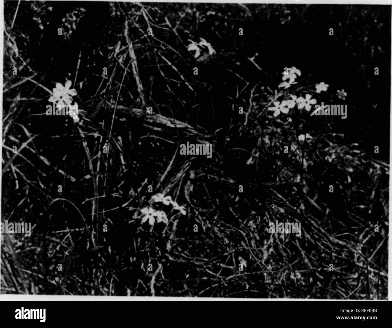 . Les contributions du Laboratoire de Botanique et l'Arboretum Morris de l'Université de Pennsylvanie, tome 14. La botanique, la botanique. 136 PROCEEDINX.S DE L'ACADÉMIE DE [Vol. XC Phlox Icngifoiia calva Wherry, subsp. nova. Différentes de toutes les autres variantes de l'espèce dans liaving la filiale de l'herbage, glabres, sauf à l'intérieur les sépales. Plant de 10 à 50 cm. de hauteur ; feuilles les plus grandes 45 à 90 nmi. de long et 2 à 4 mm. de large. Text-fig. 1.. Fig. 1. Lonpifolia Phlox calva, subsp. nova. Hal)Les tai du nlmt viow sélectionnée comme type. Planta tota glabra, sepalis exccptis interne, 10 AD 50 cm. alta- maxnna 4 folia Banque D'Images