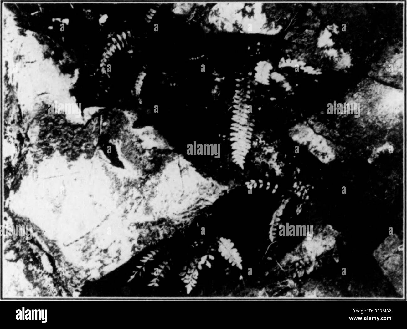 . Les contributions du Laboratoire de Botanique et l'Arboretum Morris de l'Université de Pennsylvanie, vol 13. La botanique, la botanique. Fl( !. PkLLAEA HEXSA 1.-à sa SOUTHEAKTEKX liLACK limite, Lac, Qiehec.. Je m 1 tain, environ 5 iiortliwost lilairstowii de Milos, Warroii iiiity (), Xow Jorsey, dans le lioix' de r('(" lisfovorin AspJeu,r- ium TruileUi, qui y sont recueillis par (^arliart il y a de nombreuses années. Aspleniiim montanum a été trouvé en abondance, plusieurs kilomètres à l'est de ses colonies connues auparavant près de Delaware Water Gap, mais nous n'TrudeUi A.. Puis juste comme nous partions, une seule usine de .1. lir Banque D'Images