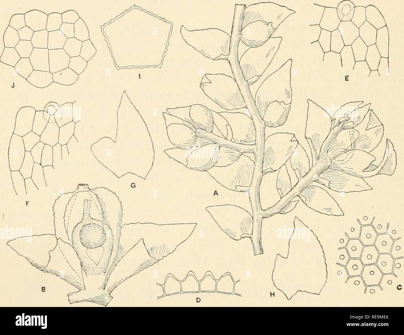 . Les contributions du Laboratoire de Botanique Osborn. Les plantes. 132 ALEXANDER W. EVANS peu profond et très courte ; les cellules des lobes en moyenne de lo /x le long de la marge, i6 X 14 ju dans la médiane et portions basale, portant chacun une papille conique sur la surface dorsale, murs légèrement épaissi à l'extrémité de la papille, sinon dans l'ensemble légers ; les cellules du lobule avion ; aucun stylet : inflorescence autoïque : 9 portées sur une inflorescence allongée, direction générale quelque peu l'innovation d'un côté, le court et de l'innovation. Fig. I. CoLOLEjEUNEA CONTRACTILOBA Evans A. Une partie d'une plante avec des inflorescences mâles et femelles, v Banque D'Images