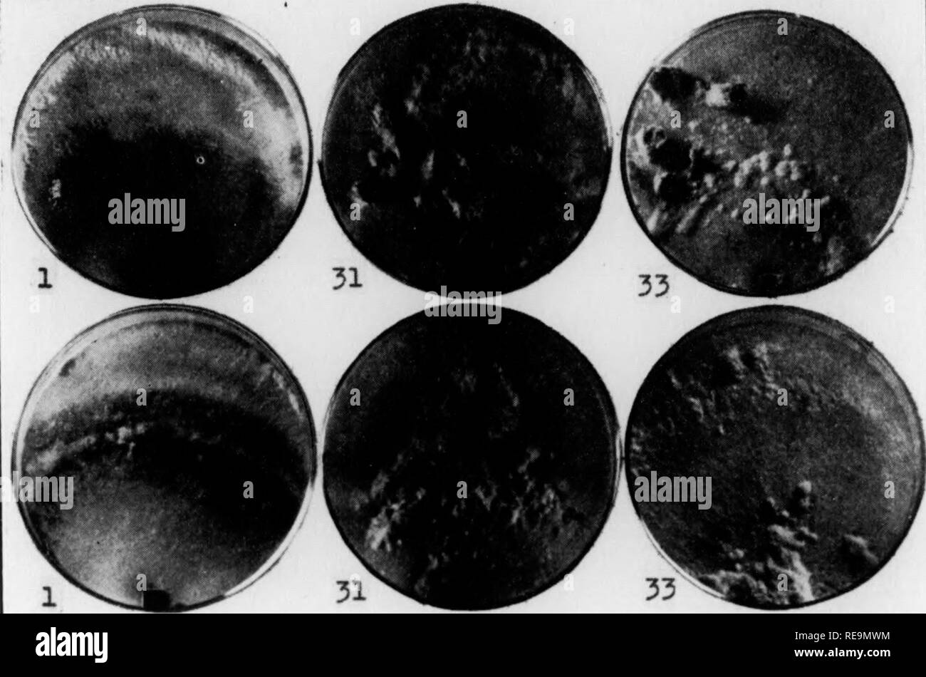 . Les contributions du Laboratoire de Botanique et l'Arboretum Morris de l'Université de Pennsylvanie, tome 14. Botanique ; botanique. j'^ â ¢ 30 Phytopathologie [Vol. 27 UN &gt;â â ¢ k. 1937] CniLDS VaRLVBILITY SCnWEINITZII : de PoLYPORUS 31 peuplements vierges il a été appelé à devenir relativement sans importance. Sa de- structiveness à Springwater et dans un sapin Douglas plantation près de Biltmore, North Carolina, (6) l'indique, cependant, qu'il peut constituer un obstacle sérieux à l'utilisation de conifères dans le reboisement artificiel, au moins sur certains sites. Une enquête de sa variabilité a, therefo Banque D'Images