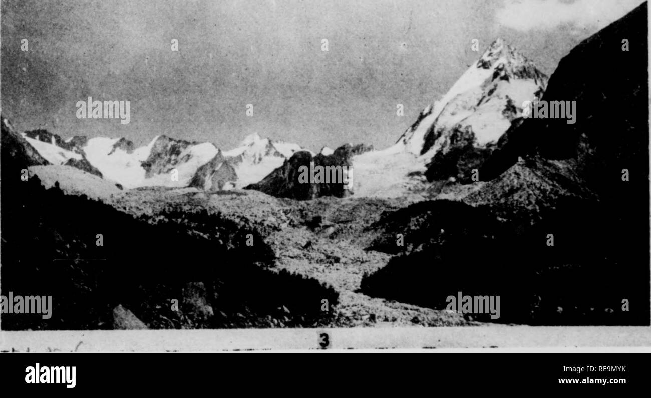 . Les contributions du Laboratoire de Botanique, tome 12. La botanique, la botanique. Je &gt ;. Phot. I. orientés vers le nord (à gauche) et sud (à droite) de la partie supérieure des pentes Baksan ; l'ancien très boisée de pins et de bouleau ; cette dernière étant presque vide, quelques petits pin, certains est berbère, prostré et genévrier. Phot. 2. Un peuplement pur de bouleaux dans la vallée d'Uzengi. Phot. 3. Ligne des arbres de bouleau sur les moraines de l'Bash-Kara du Caucase principale dans la vallée de l'Adyl-Su. Les esquisses de l'SEIFRIZ végétation de certaines provinces du sud de la Russie soviétique. VI. La flore du sud-est de pentes du mont Elbrouz et Uppe Banque D'Images